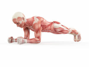Plank_Exercise